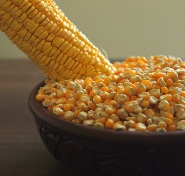 indian yellow maize